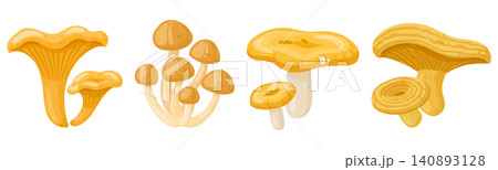 Chanterelle mushroom collection. Different chanterelle mushrooms flat vector illustration set. Edible forest fungi isolated on white background Chanterelle mushroom collection. Different chanterelle mushrooms flat vector illustration set. Edible forest fungi isolated on white background 140893128