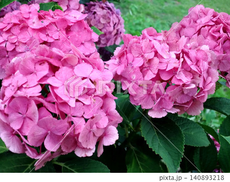 初夏を彩るピンク色のアジサイの花房 初夏を彩るピンク色のアジサイの花房 140893218