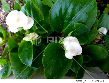 艶やかな葉に映える白花ベゴニアの可憐な花 艶やかな葉に映える白花ベゴニアの可憐な花 140893219