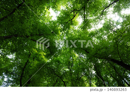 Tree canopies with vibrant green foliage seen from below Tree canopies with vibrant green foliage seen from below 140893263