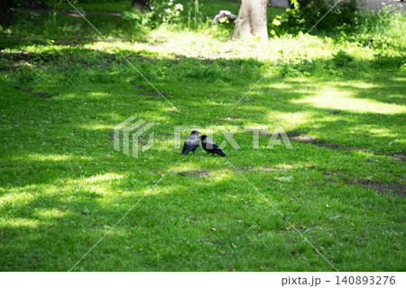 Corvus cornix is a bird in the crow family. It has black and gray plumagem Corvus cornix is a bird in the crow family. It has black and gray plumagem 140893276