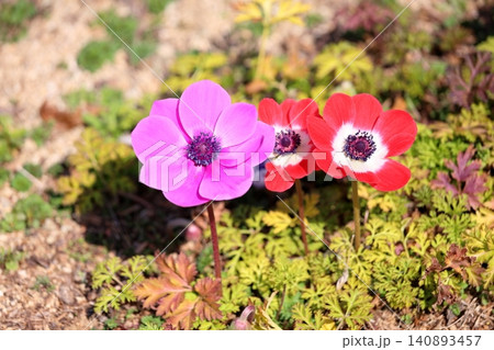 鮮やか アネモネの花 鮮やか アネモネの花 140893457