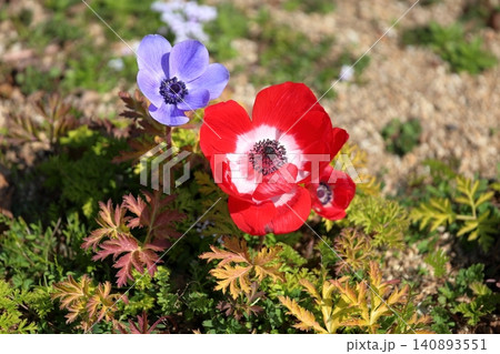 鮮やか アネモネの花 鮮やか アネモネの花 140893551