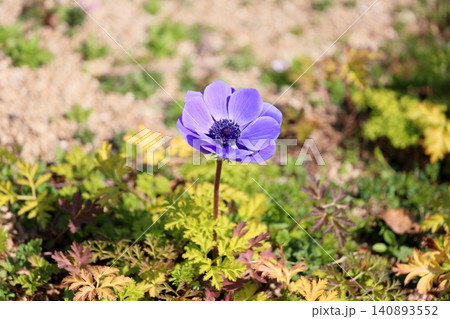 爽やか アネモネの花 爽やか アネモネの花 140893552