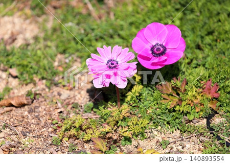 鮮やか アネモネの花 鮮やか アネモネの花 140893554