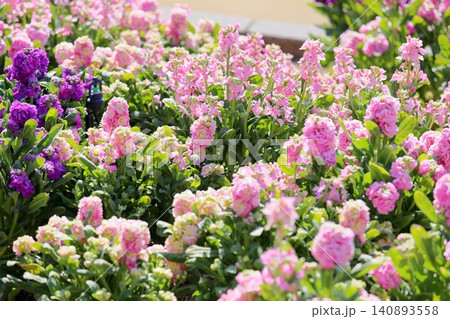 可愛い 春を呼ぶ ストックの花 可愛い 春を呼ぶ ストックの花 140893558