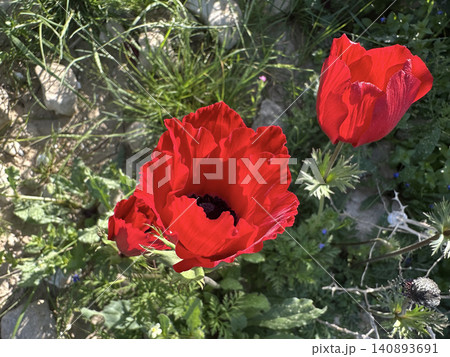 Spring bloom of anemones (Anemone coronaria) in the Negev Spring bloom of anemones (Anemone coronaria) in the Negev 140893691