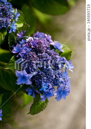 紫色の紫陽花 紫色の紫陽花 140893719