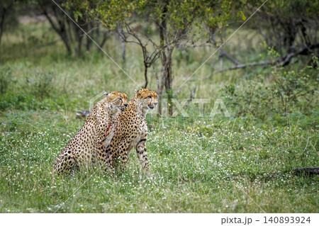 Cheetah in Greater Kruger national park, South Africa Cheetah in Greater Kruger national park, South Africa 140893924