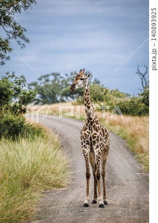 Giraffe in Greater Kruger National park, South Africa 140893925