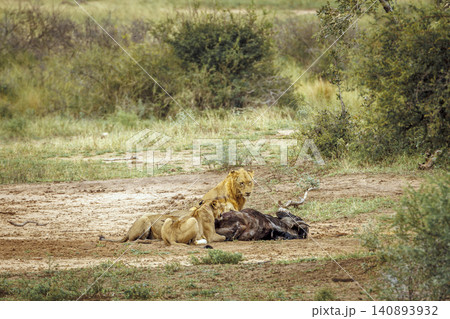 African lion in Greater Kruger National park, South Africa African lion in Greater Kruger National park, South Africa 140893932