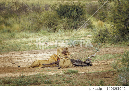 African lion in Greater Kruger National park, South Africa African lion in Greater Kruger National park, South Africa 140893942