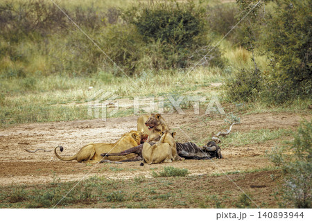African lion in Greater Kruger National park, South Africa 140893944
