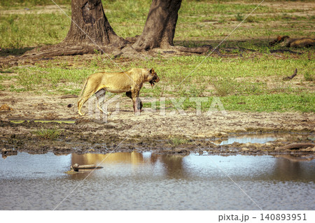 African lion in Greater Kruger National park, South Africa African lion in Greater Kruger National park, South Africa 140893951