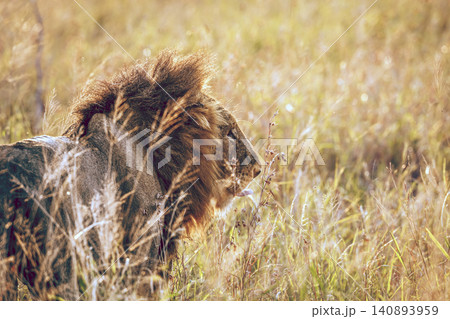 African lion in Greater Kruger National park, South Africa African lion in Greater Kruger National park, South Africa 140893959