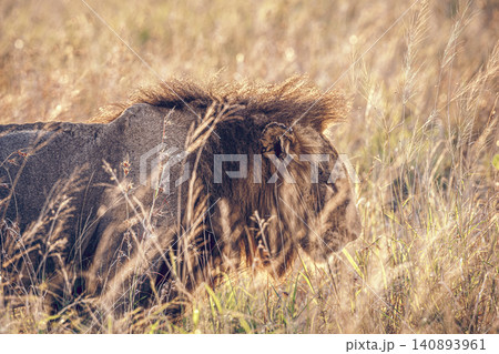 African lion in Greater Kruger National park, South Africa African lion in Greater Kruger National park, South Africa 140893961