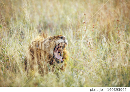 African lion in Greater Kruger National park, South Africa 140893965