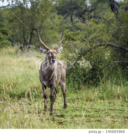 Common Waterbuck in Greater Kruger National park, South Africa Common Waterbuck in Greater Kruger National park, South Africa 140893968