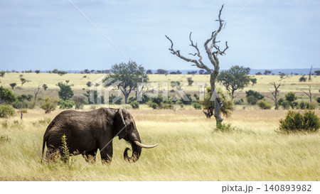 African bush elephant in Greater Kruger National park, South Africa African bush elephant in Greater Kruger National park, South Africa 140893982