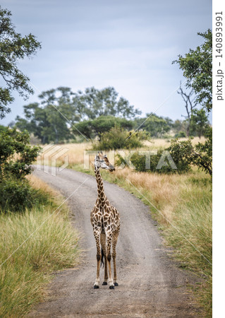 Giraffe in Greater Kruger National park, South Africa Giraffe in Greater Kruger National park, South Africa 140893991