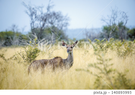 Greater kudu in Greater Kruger National park, South Africa Greater kudu in Greater Kruger National park, South Africa 140893993