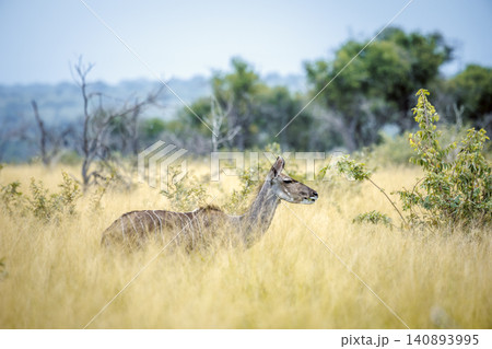 Greater kudu in Greater Kruger National park, South Africa Greater kudu in Greater Kruger National park, South Africa 140893995