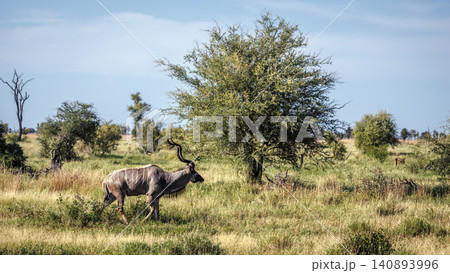 Greater kudu in Greater Kruger National park, South Africa Greater kudu in Greater Kruger National park, South Africa 140893996