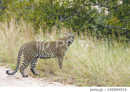 Leopard in Greater Kruger National park, South Africa Leopard in Greater Kruger National park, South Africa 140894010