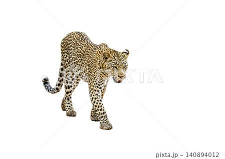 Leopard in Greater Kruger National park, South Africa Leopard in Greater Kruger National park, South Africa 140894012