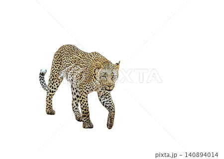 Leopard in Greater Kruger National park, South Africa Leopard in Greater Kruger National park, South Africa 140894014