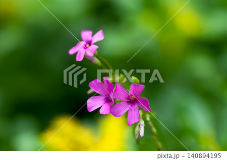 芋片喰(いもかたばみ)の花 芋片喰(いもかたばみ)の花 140894195