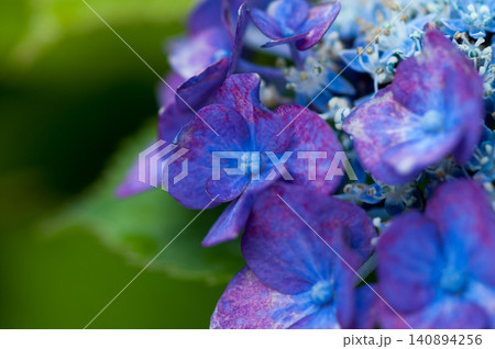 紫色の紫陽花 紫色の紫陽花 140894256