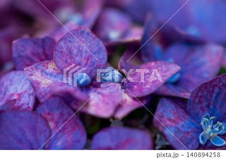 紫色の紫陽花 紫色の紫陽花 140894258