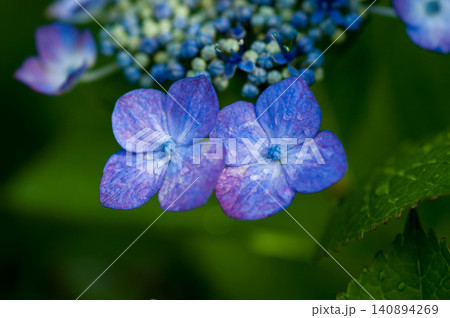 紫色の紫陽花 紫色の紫陽花 140894269