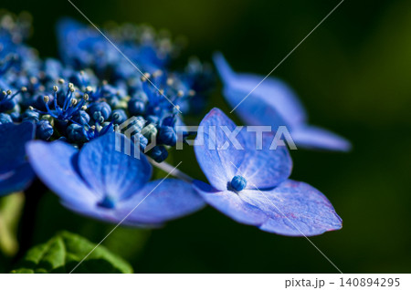 青色の紫陽花 青色の紫陽花 140894295