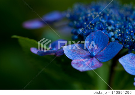 紫色の紫陽花 紫色の紫陽花 140894296