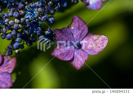 紫色の紫陽花 紫色の紫陽花 140894331