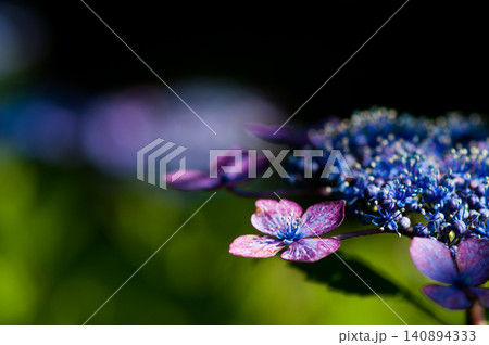 紫色の紫陽花 紫色の紫陽花 140894333