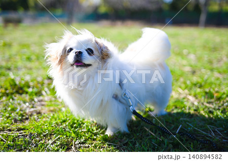 犬 犬 140894582