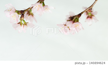 桜の花の白バック、淡いピンクの桜 コピースペース 桜の花の白バック、淡いピンクの桜 コピースペース 140894624