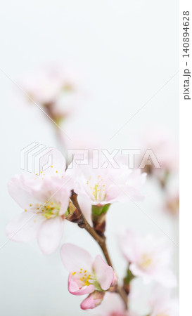 きれいオシャレな桜の花の背景フレーム　白バック 140894628