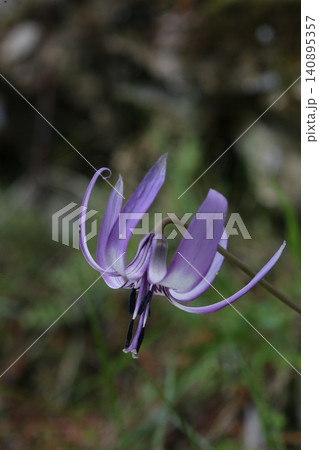 広島県安芸高田市向原町に咲くカタクリの花 春の山野草 広島県安芸高田市向原町に咲くカタクリの花 春の山野草 140895357