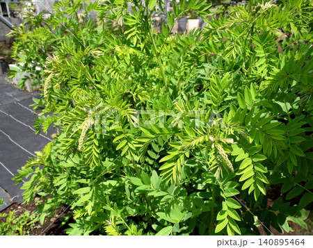 薬用植物 クララ 薬用植物 クララ 140895464