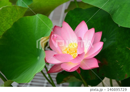 夏を彩る蓮の花 140895729