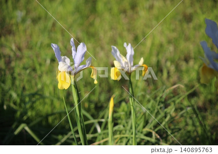 春の庭に咲く花 カキツバタ 春の庭に咲く花 カキツバタ 140895763