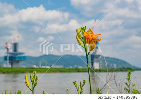 夏の淀川河川敷に咲くオレンジ色の花 ヤブカンゾウ 大阪府枚方市 夏の淀川河川敷に咲くオレンジ色の花 ヤブカンゾウ 大阪府枚方市 140895898