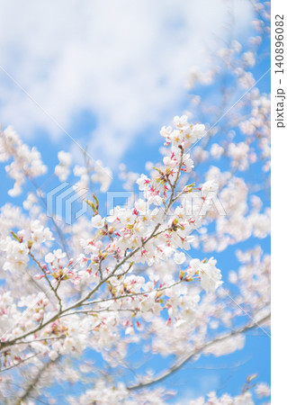 満開の桜と青空(オールドレンズ撮影) 満開の桜と青空(オールドレンズ撮影) 140896082
