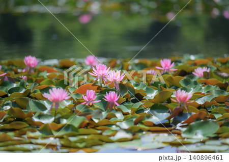 初夏の池に咲くピンクの睡蓮 初夏の池に咲くピンクの睡蓮 140896461