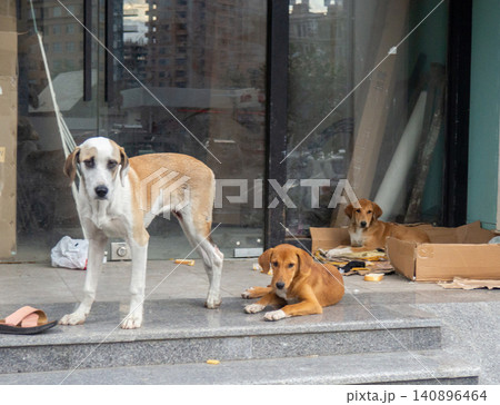 Stray dogs on the porch. Dogs play in the city in the garbage. Stray dogs on the porch. Dogs play in the city in the garbage. 140896464
