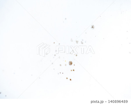 Mold on bathroom enamel. Mold spores in the bathroom. Black dots on a white background. A problem for everyday life. The need for a cleaning agent. 140896489